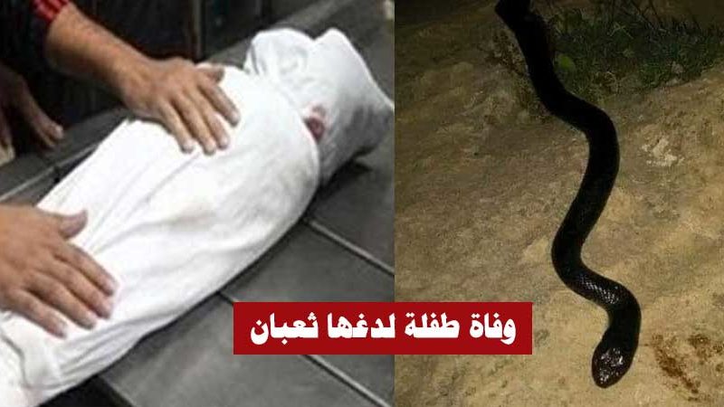 بالفيديو / سيدي بوزيد : وفاة طفلة ال3 سنوات بعد أن لدغها ثعبان داخل منزل والديها