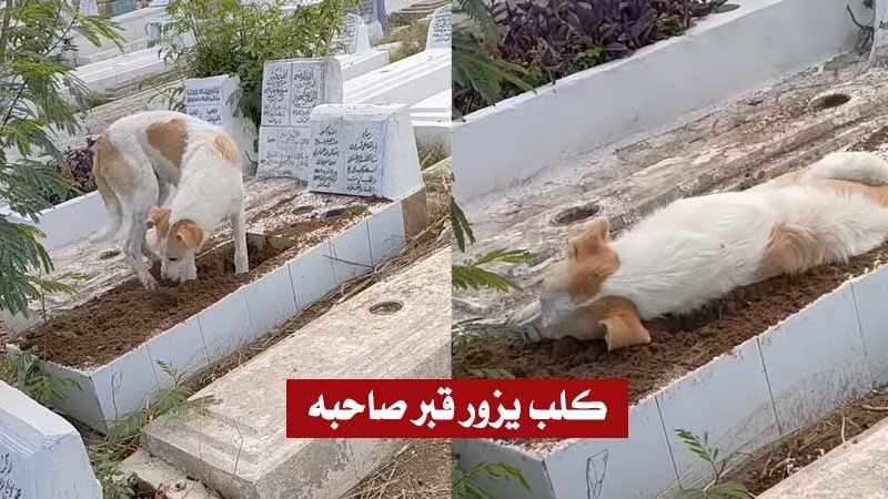 فيديو مؤثر من سوسة : كلب وفيّ يزور قبر صاحبه يوميا وينام بجانبه