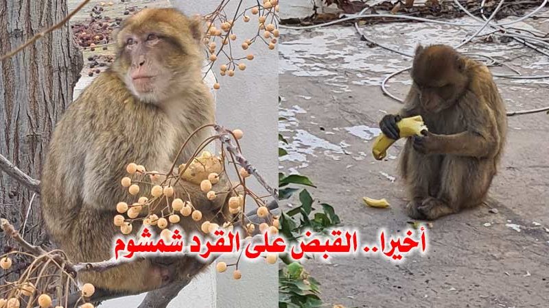 بالفيديو :  القبض على القرد “شمشوم”.. وطبيبة بيطرية تؤكد “لقيناه مضروب مسكين..”