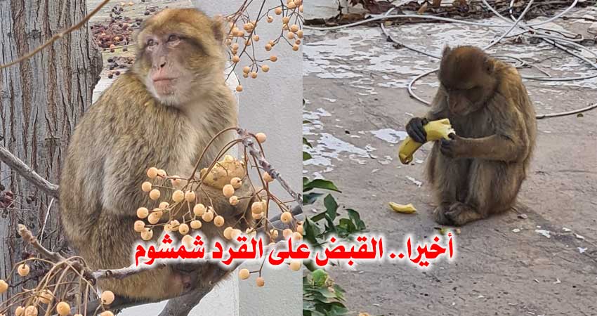 بالفيديو :  القبض على القرد “شمشوم”.. وطبيبة بيطرية تؤكد “لقيناه مضروب مسكين..”