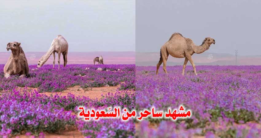 مشاهد ساحرة من صحراء السعودية : مصوّر يبهر المشاهدين بصور للإبل في “عالم بنفسجي”