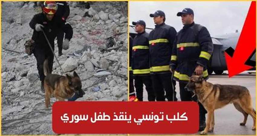 كلب تونسي برتبة بطل : أشار إلى وجود طفل سوري على قيد الحياة تحت الأنقاض بعمق 3 امتار.. وتمّ إنقاذه (فيديو)