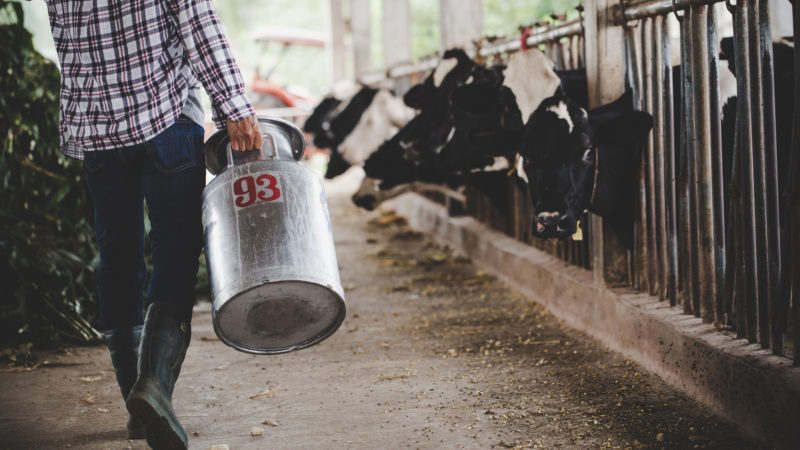 مسؤول بوزارة التجارة: الصناعيون قاموا بالإنقاص من الحليب الموجّه إلى المشتقّات بالتنسيق الوزارة رغم التدعيات السلبية لذلك عليهم